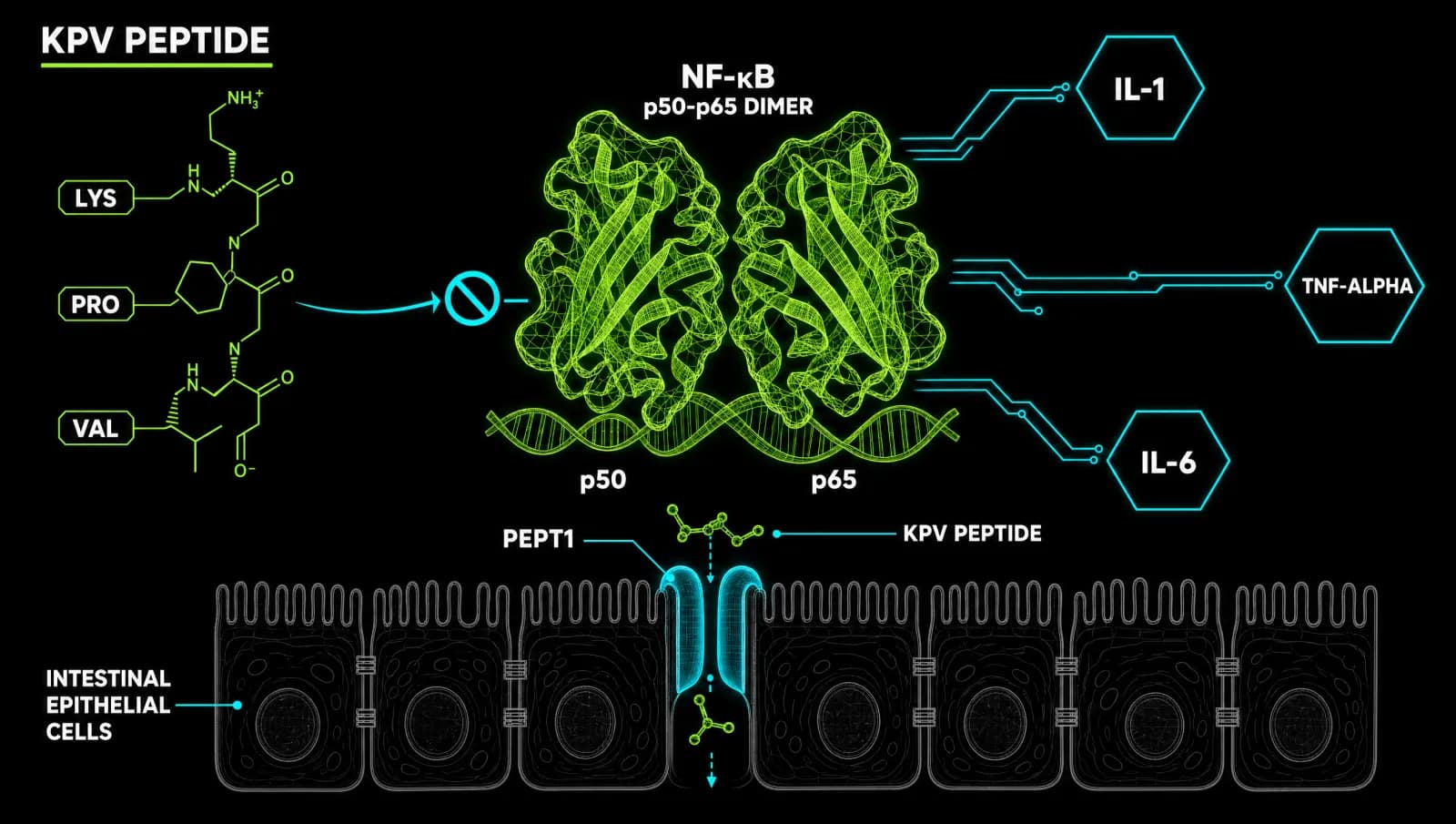 KPV peptide vial with molecular NF-kB pathway illustration on dark research surface