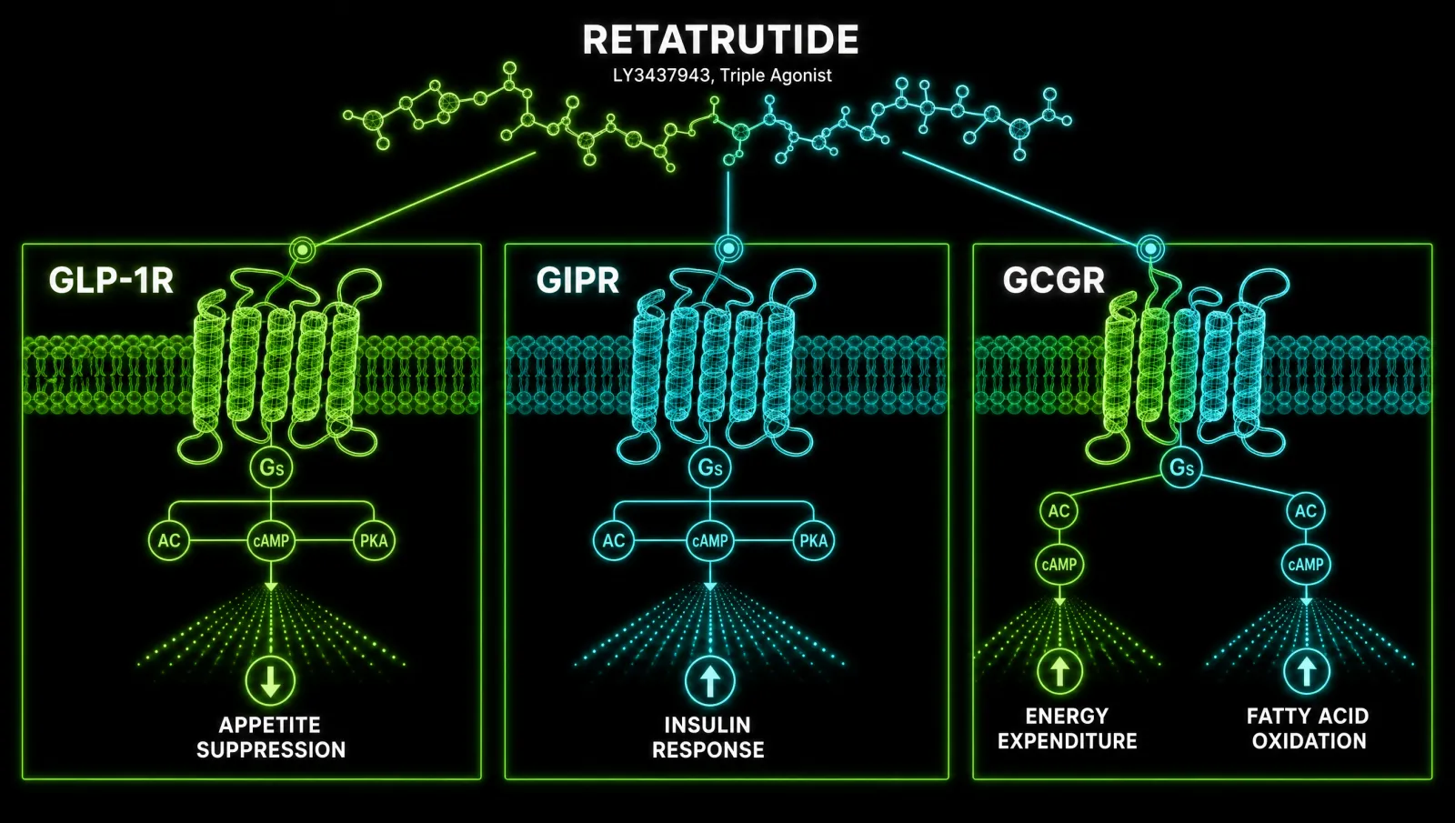 Retatrutide triple agonist GLP-1 GIP glucagon receptor mechanism research vial hero image